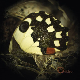 Ossicles – Music For Wastelands (CD Jewel Case)